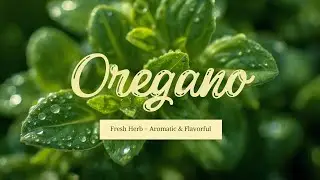 Oregano Benefits