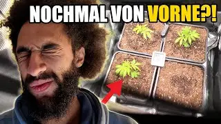 Nochmal von vorne?! Cannabis Stecklinge richtig starten | kkfarming