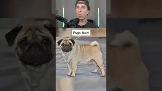 ПОРОДЫ СОБАК ДО И ПОСЛЕ! 😱