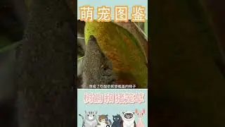 Unexpected Animal Alliance: Tree Shrews & Pitcher Plants! #TreeShrews #PitcherPlants...