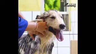 Pet shower gel