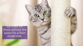 Wall Mounted Cat Trees
