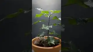 Green plant ☘️🌵🌵🌵 #greenplants #plants #shortvideo #viral #viralvideo
