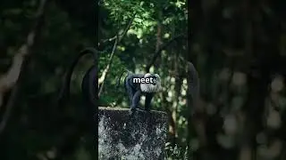 Guenon monkeys Everything You Need to Know