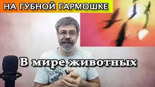 В мире животных на губной гармошке (Аlouette harmonica cover)