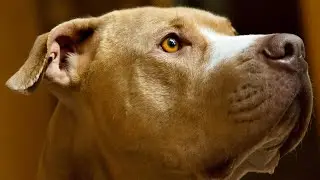 12 Crucial Things Every Pit Bull Owner MUST Never Forget! 🐶🔥