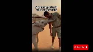 From Abandoned to Loved 🐘🐶🐬 | Incredible Animal Rescue Stories