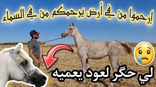 اجيو تشفوا اصل المهر #العربي_الأصيل ليحتاقروه الناس وقالوا ديال الكرويلة رد صادم على المنتقدين😤