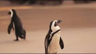Beautiful penguin  walking around the seaside| animals world mkb