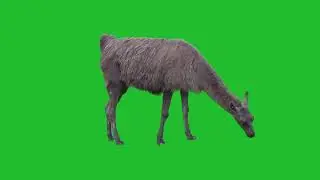 Deer - Green Screen - Copyright Free Video