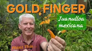 Gold Finger Plant - a gold mine for every gardener.