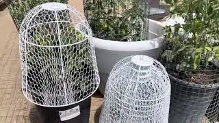 YLSAZL Garden Chicken Wire Cloche Amazon Review