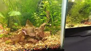 honey blue eye rainbows first night in their 20 gallon long