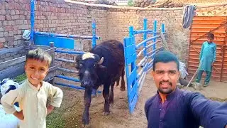 Sultan ko Azad Kar Diya | adil charwaha
