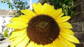 Sunflower - Helianthus annuus -  Comb flower - S&oacute;lbl&oacute;m  - S&oacute;lf&iacute;fill - Sumarbl&oacute;m - Gar&eth;yrkja