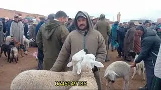 الله لله على سوق الثلاثاء تملالت إقليم قلعة السراغنة أجيو تسوقو معايا أتمنة بعد إلغاء عيد  11/3/2025