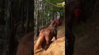 Strong horse #horse