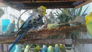 Nordic Forest Calm With Colorful Budgies #skogensfugl #f&auml;rgrikaf&aring;glar #fuglehygge
