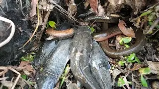 Dry Season Fishing 2020 | Unbelievable Eel & Catfish In Dry Season | Amazing Fishing