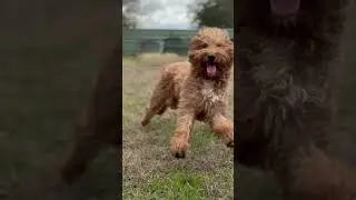 BEST Dog Training | Puptown Houston