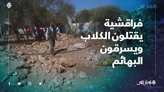 فراقشية يسممون الكلاب ويسوقون البهائم.. تعدد السرقات يزرع الرعب في كسابة جماعة أحلاف في بن سليمان