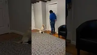 Training dog Molly- working on 