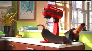 Animal care funny dog video - Best Short Video Ads service