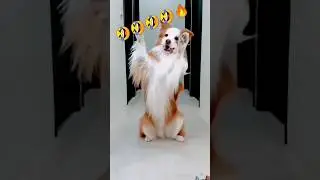 #dog #doglover #cute #funny #pets #trending #defjamindia #comedyfilms #comedy #hanumanrap