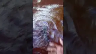 Peces cíclidos