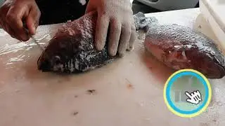 LIMPANDO TILÁPIA EM POSTAS PARA MOLHO!