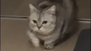 何をしてても可愛い気ままマンチカンゴマフ猫