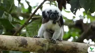 Celebramos el nacimiento de dos cr&iacute;as de Tit&iacute; en nuestra Reserva ProAves Tit&iacute; Cabeciblanco
