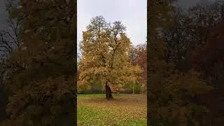 Fall Colors in Copenhagen&rsquo;s Heart 🍁🇩🇰✨#copenhagen #denmark #autumn#nature #shortvideo #cityvibes