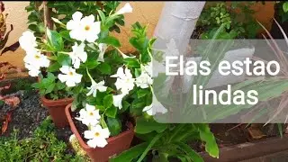 Mostrando as plantas/largata comendo minhas samambaias.