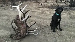 SHED HUNTING- MORE BURNT ONES 2018
