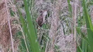 Beautiful bird song - Great reed warbler (Trzciniak)