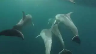 Greece,Korfos,Saronic Gulf.A group of DOLPHINS and one TURTLE [GoPro Hero 3]