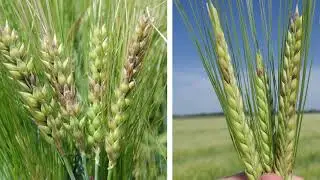 Fusarium Head Blight with NDSU's Andrew Friskop