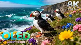 Incredible Birds on Earth | 16K HDR 240fps Dolby Vision