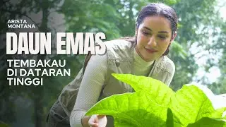 TEMBAKAU SI DAUN EMAS
