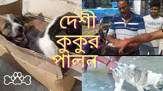 দেশী কুকুর পালন | vlog 02 | pets and Animals vlog | CINEMAMA | rescue pets |