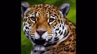 Animal Reports