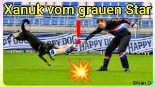 Spektakul&auml;rer 2. Teil im Schutzdienst! Komplett! Xanuk vom grauen Star WUSV WM 2017