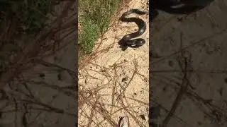 Aggressive Southern Black Racer