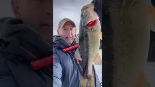 Jigging through the ice #shorts #shortsvideo #shortsviral #shortsfeed #youtubeshorts #fishing #fish