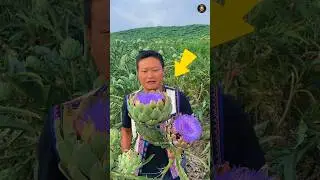 Our Country's Farmers Why don't Cultivate this Vegetable | Artichoke