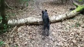 Local Loop Dog Walk