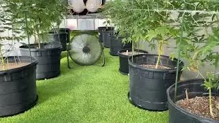 Greenhouse with Water Wall (Arizona New Growers Club)