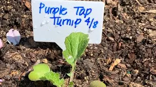 💜Planting purple top turnips💜