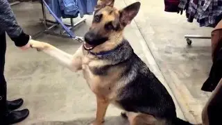 Odin goes Shopping